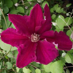 Clematite 'Ernest Markham'